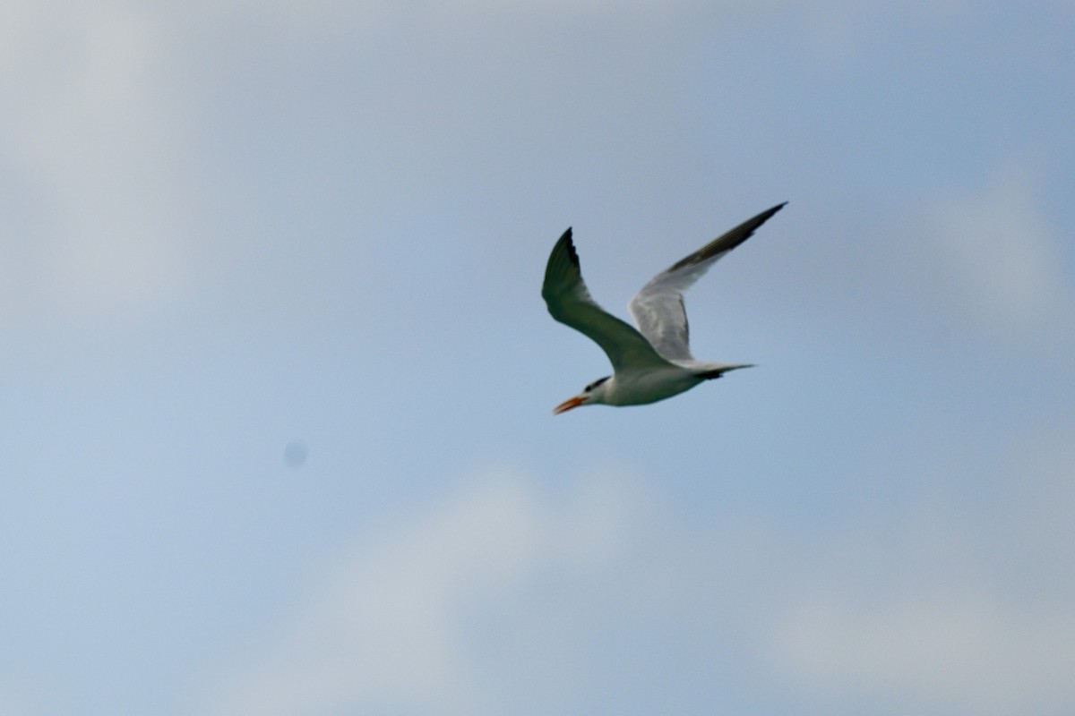 שחפית גדולה - ML646742306