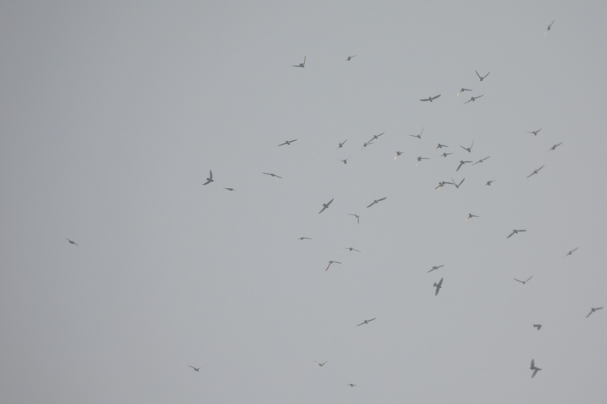 Little Swift - ML646742313