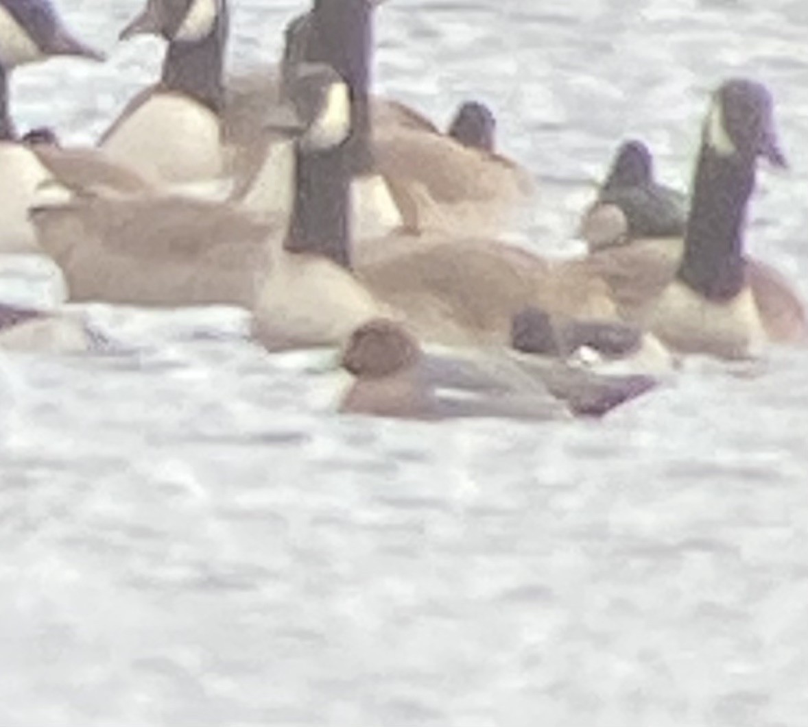 Eurasian Wigeon - ML646742314