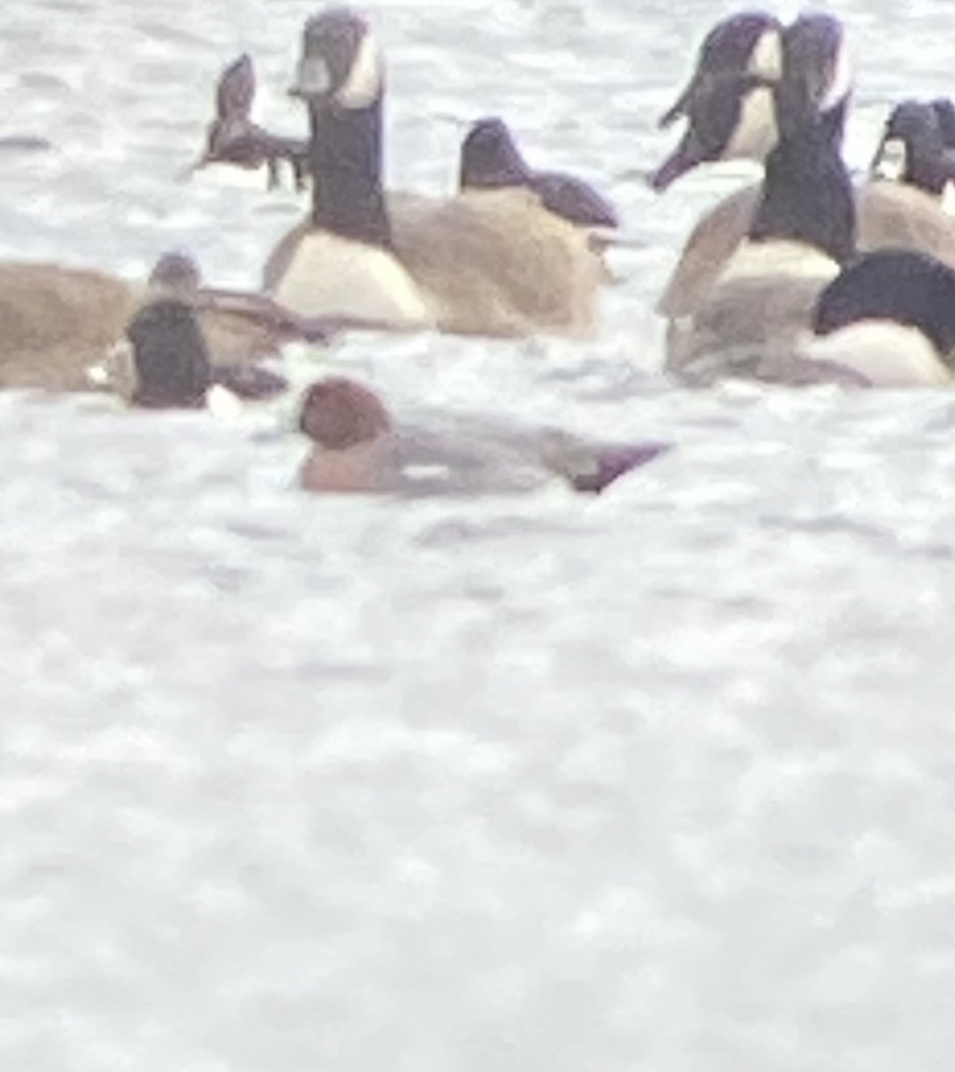 Eurasian Wigeon - ML646742315