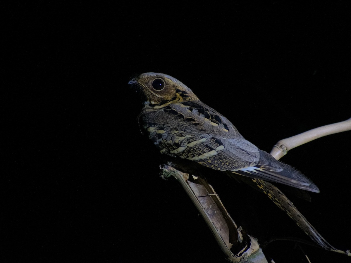 Large-tailed Nightjar - ML646742316