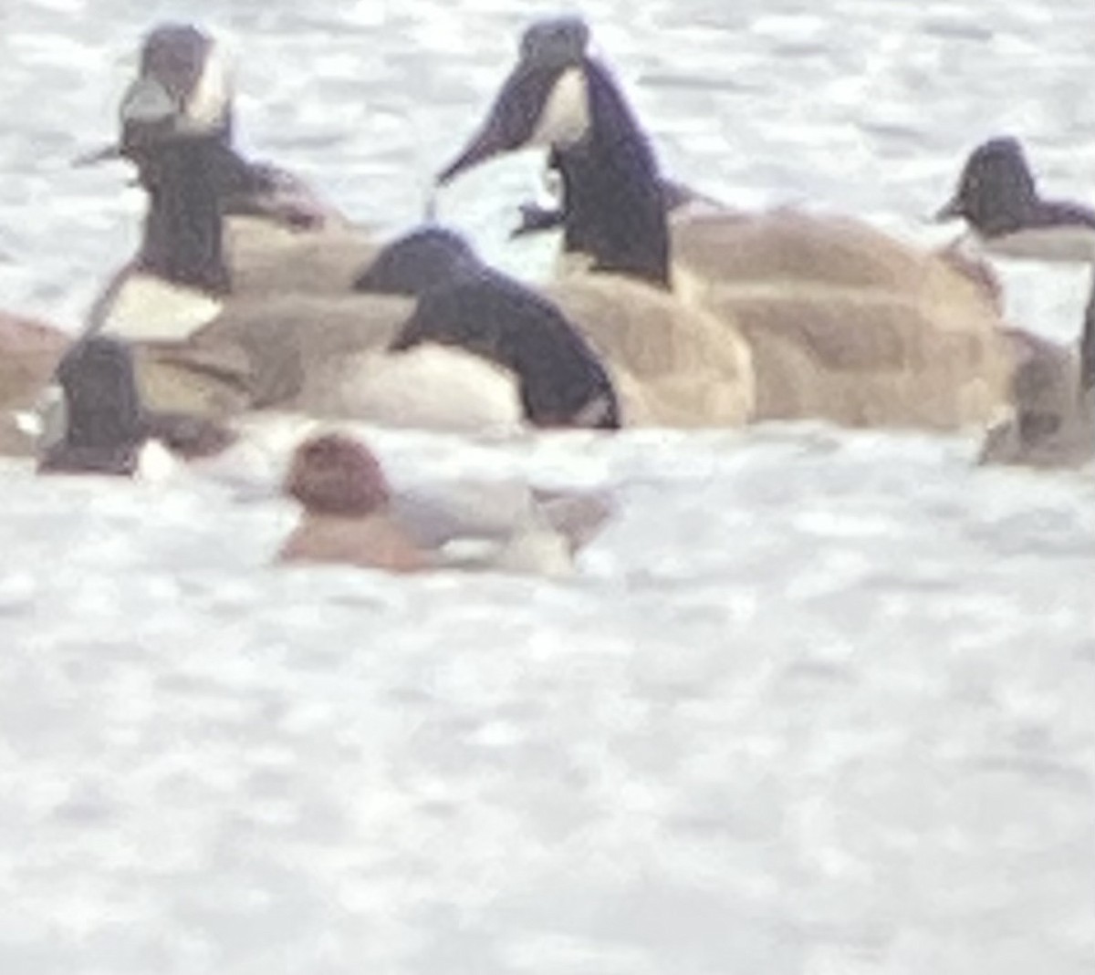 Eurasian Wigeon - ML646742317