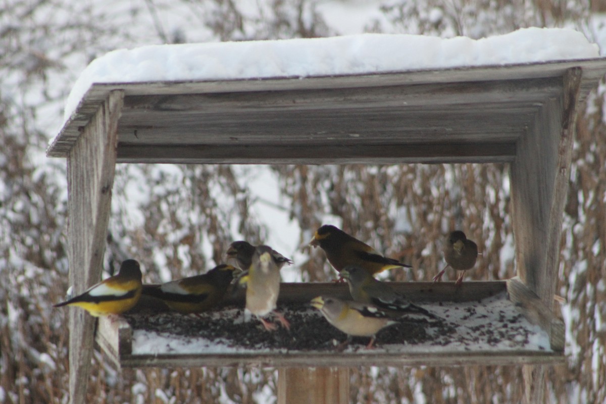 Evening Grosbeak - ML646742318