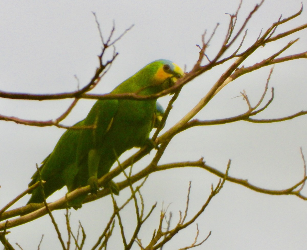Orange-winged Amazon - ML646742320