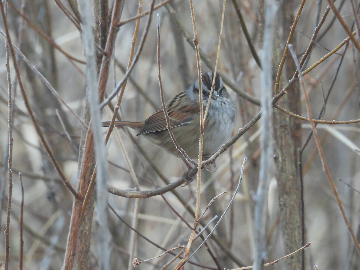 Swamp Sparrow - ML646742321