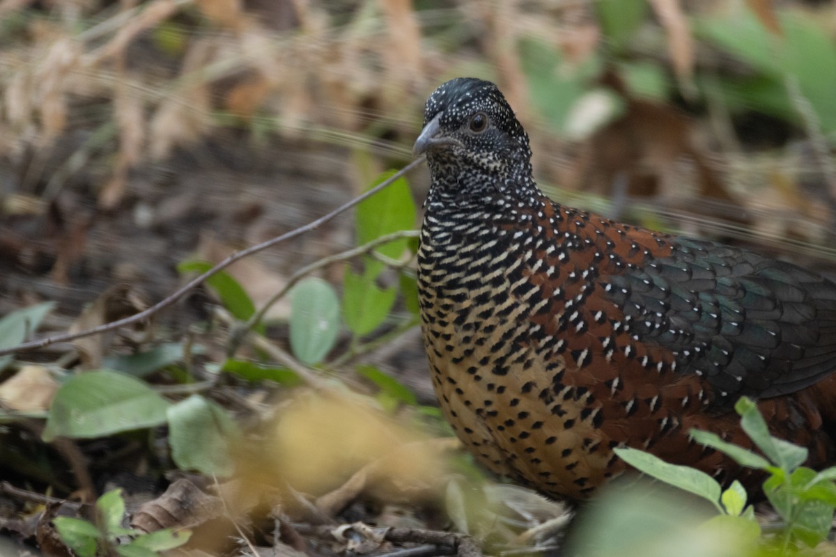 Жемчужная шпорцевая курица - ML646742322