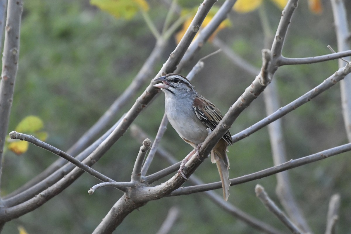 Cinnamon-tailed Sparrow - ML646742323