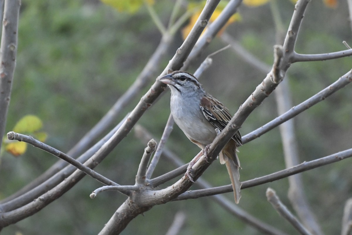 Cinnamon-tailed Sparrow - ML646742324