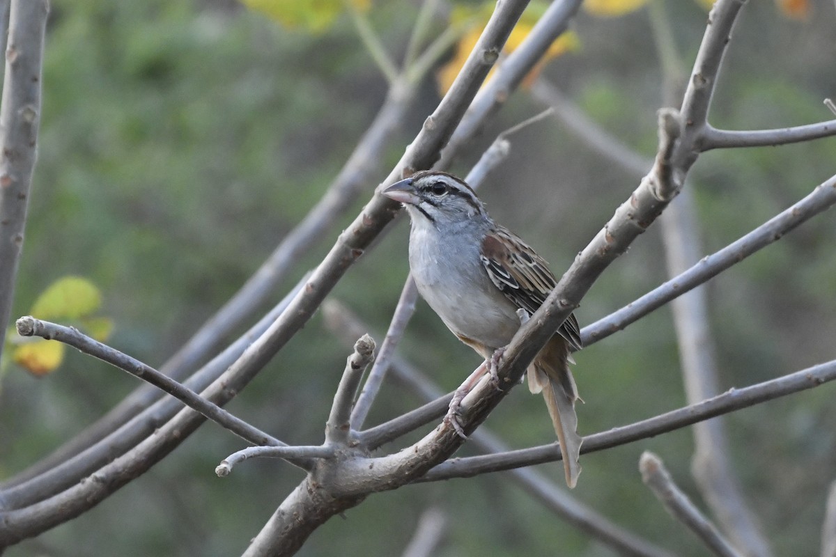 Cinnamon-tailed Sparrow - ML646742325
