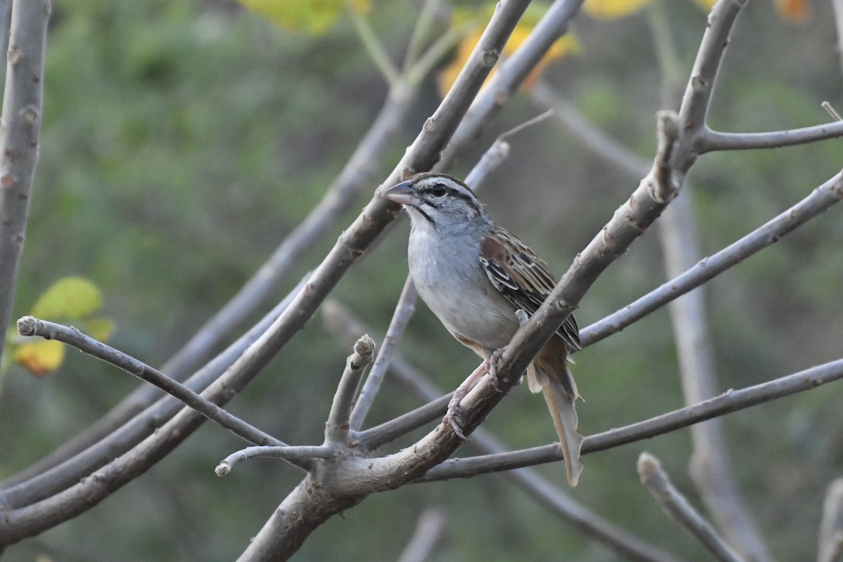 Cinnamon-tailed Sparrow - ML646742326