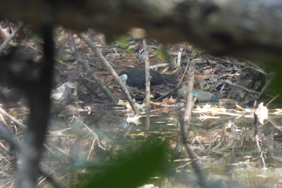 White-breasted Waterhen - ML646742327