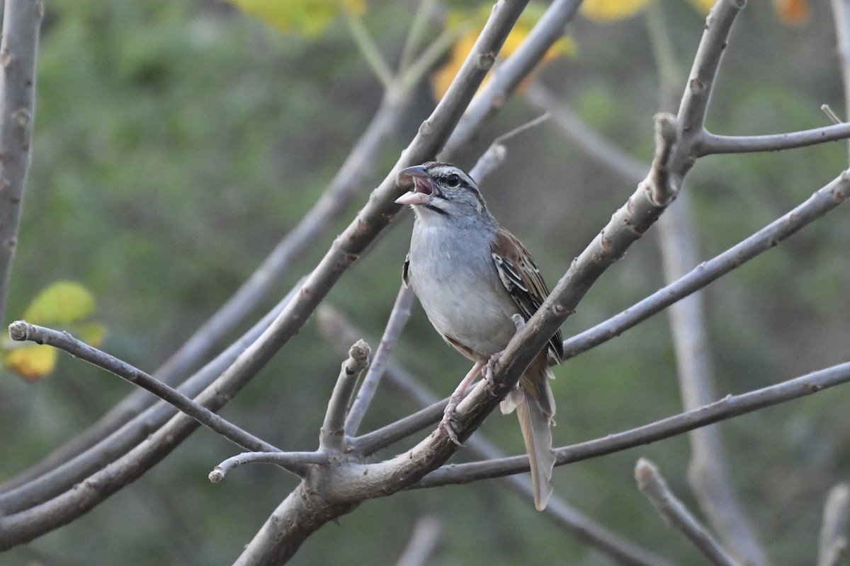 Cinnamon-tailed Sparrow - ML646742330