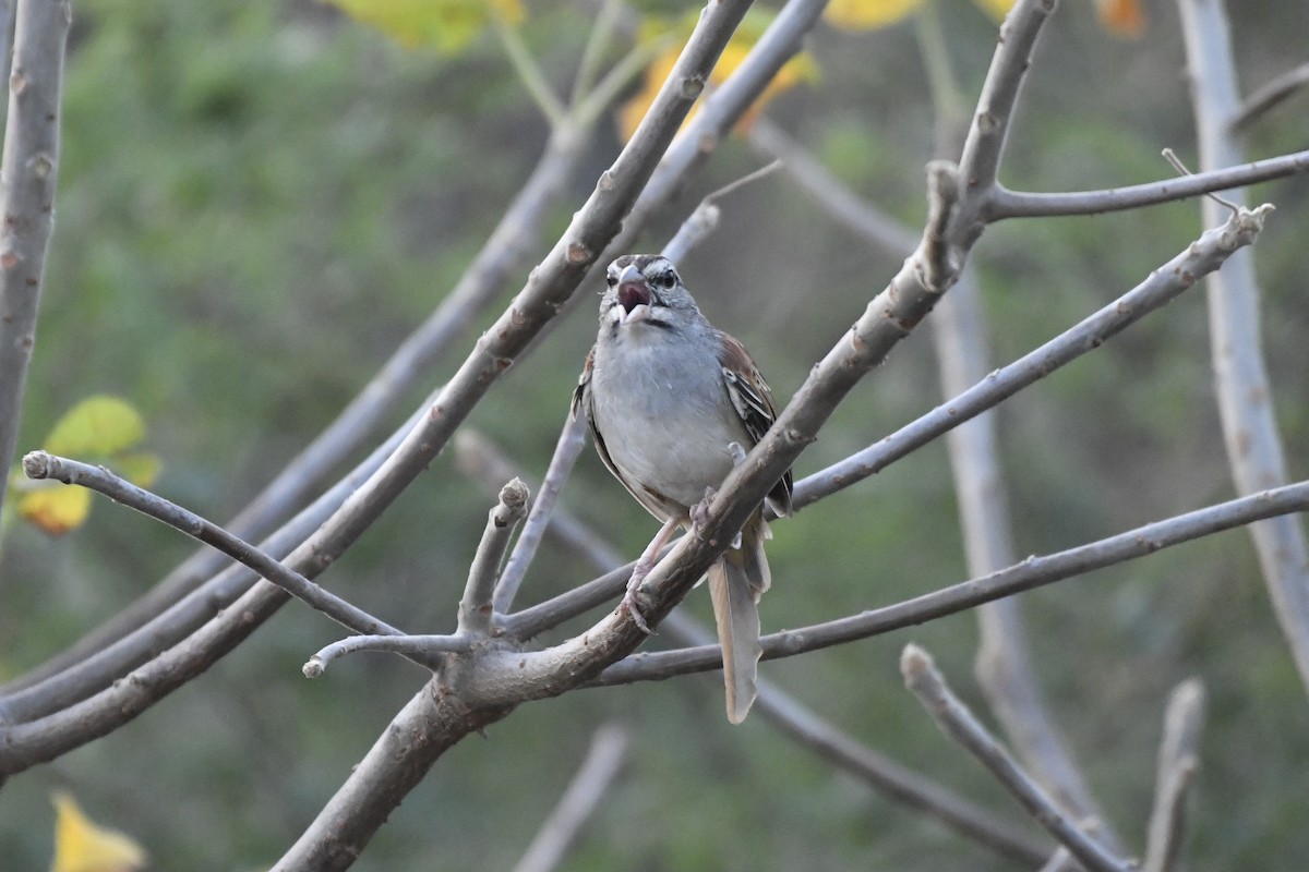 Cinnamon-tailed Sparrow - ML646742331