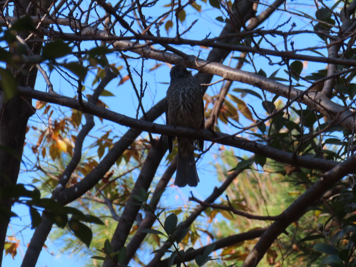 Brown-eared Bulbul - ML646742332