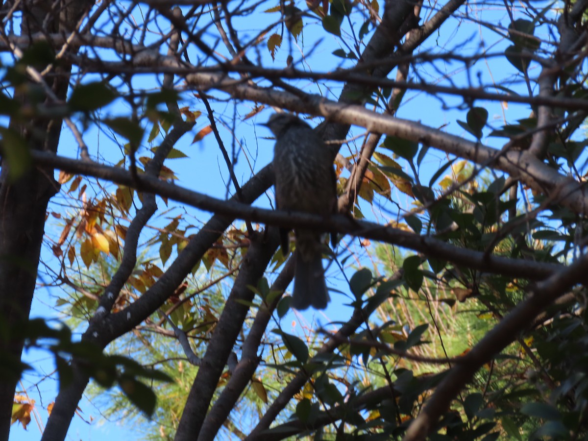 Brown-eared Bulbul - ML646742333