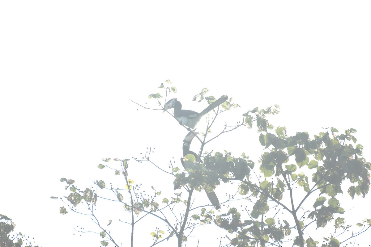 カササギサイチョウ - ML646742334