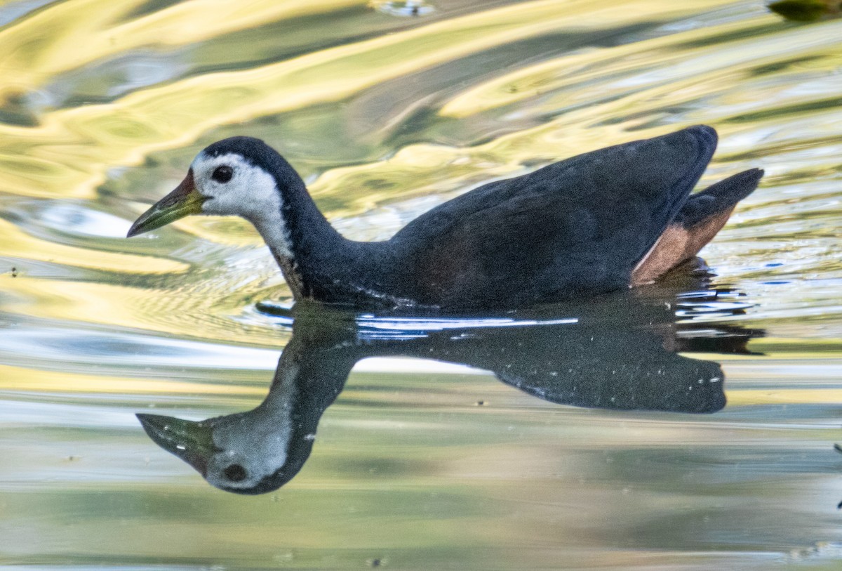 Белогрудый погоныш - ML646742335