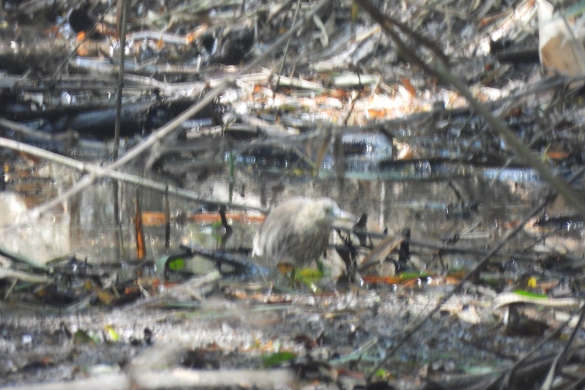 Indian Pond-Heron - ML646742358