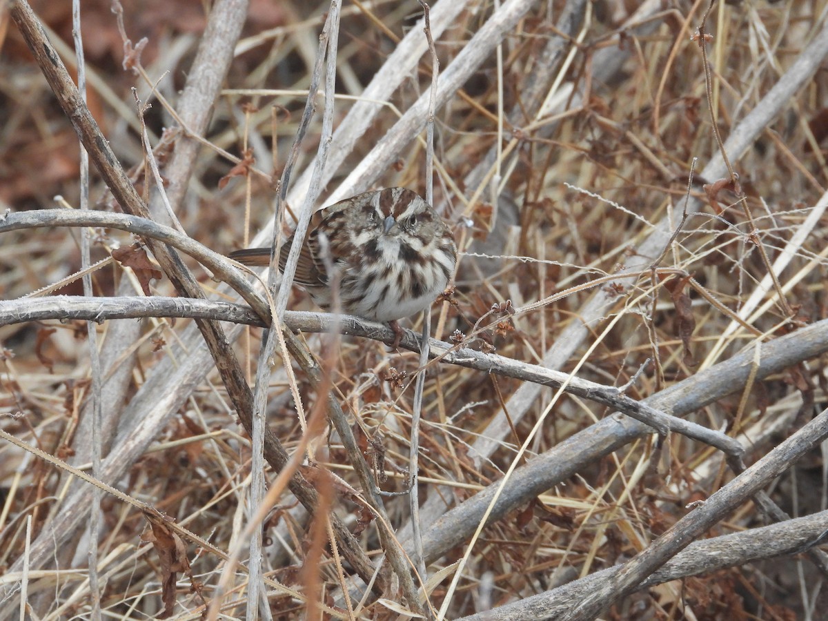 Song Sparrow - ML646742359