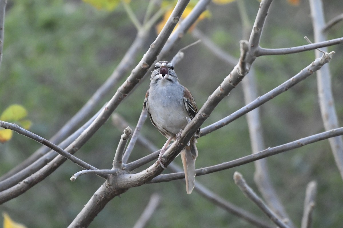 Cinnamon-tailed Sparrow - ML646742360