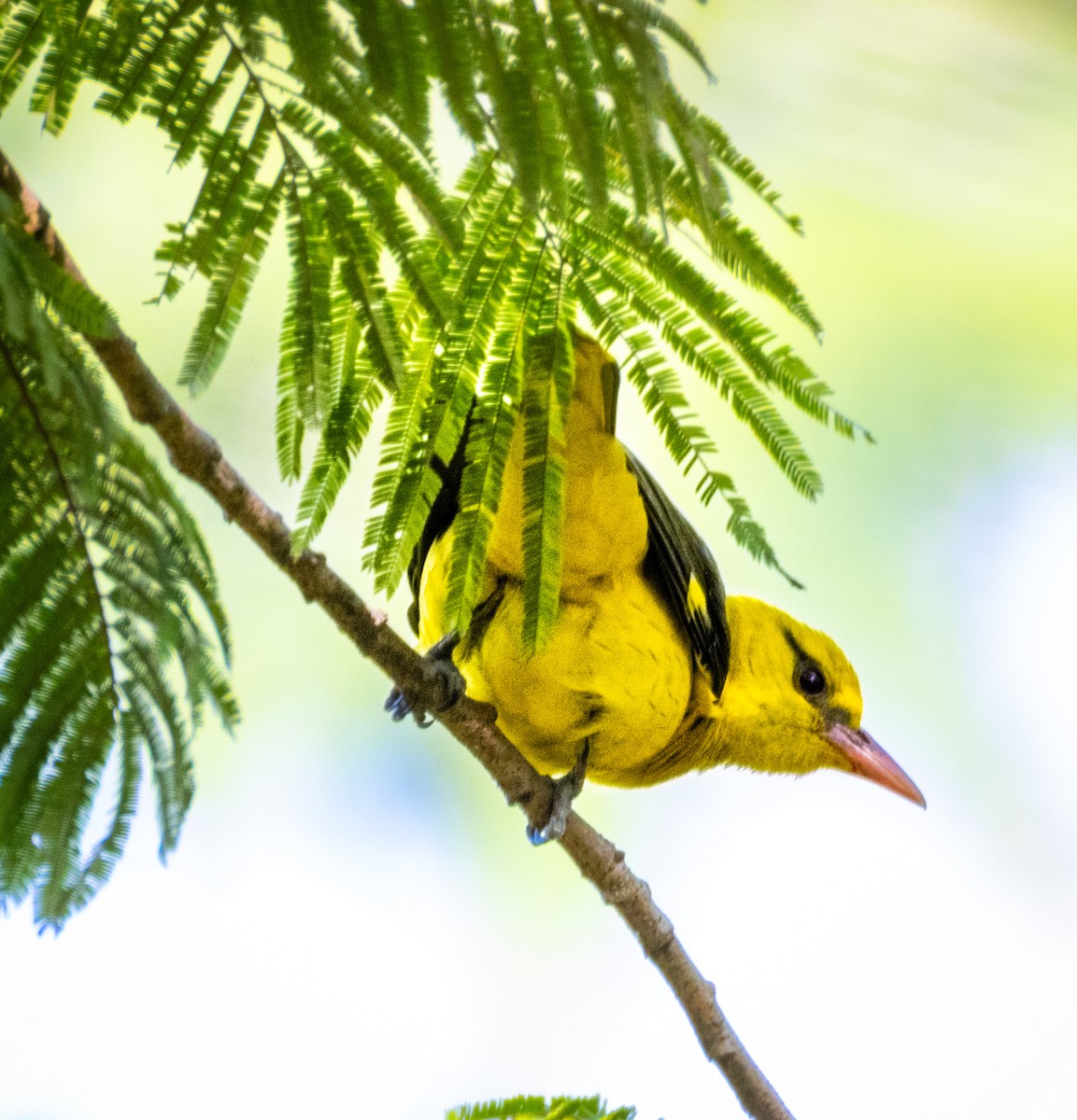 Indian Golden Oriole - ML646742361