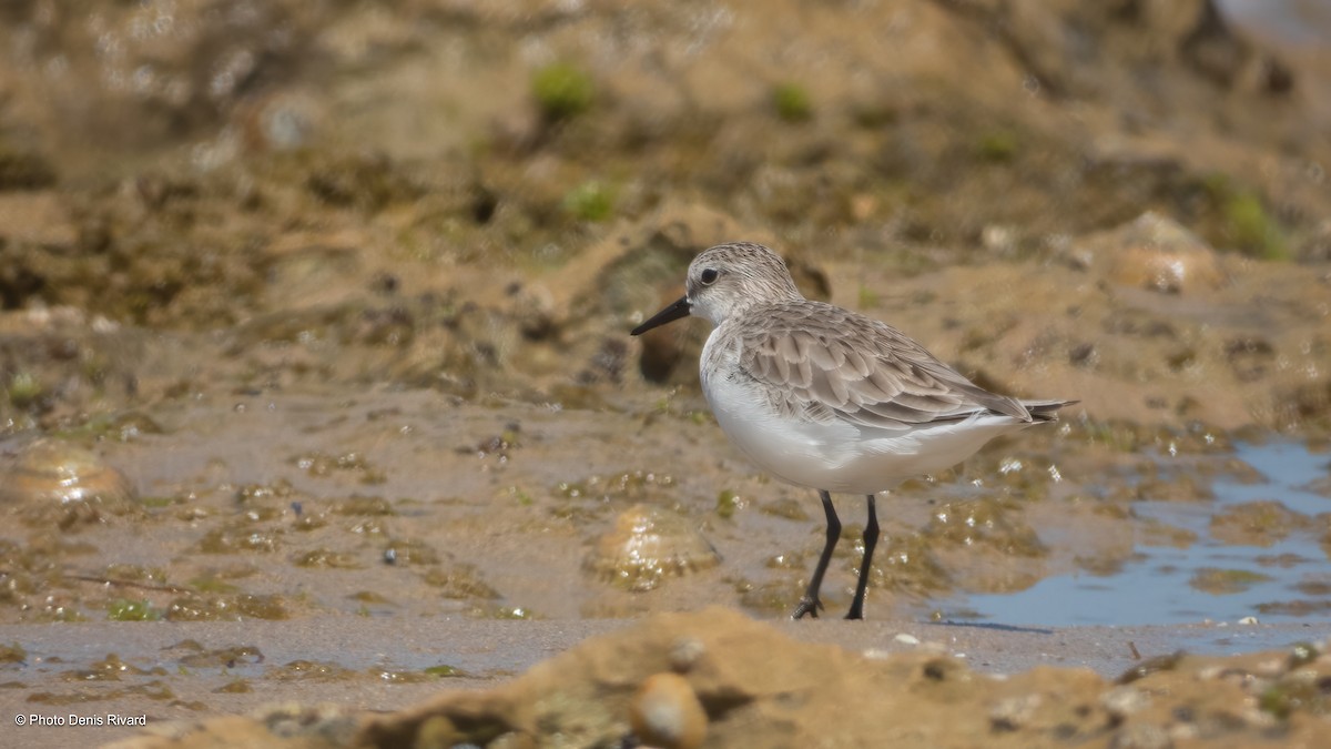 Sanderling - ML646742366
