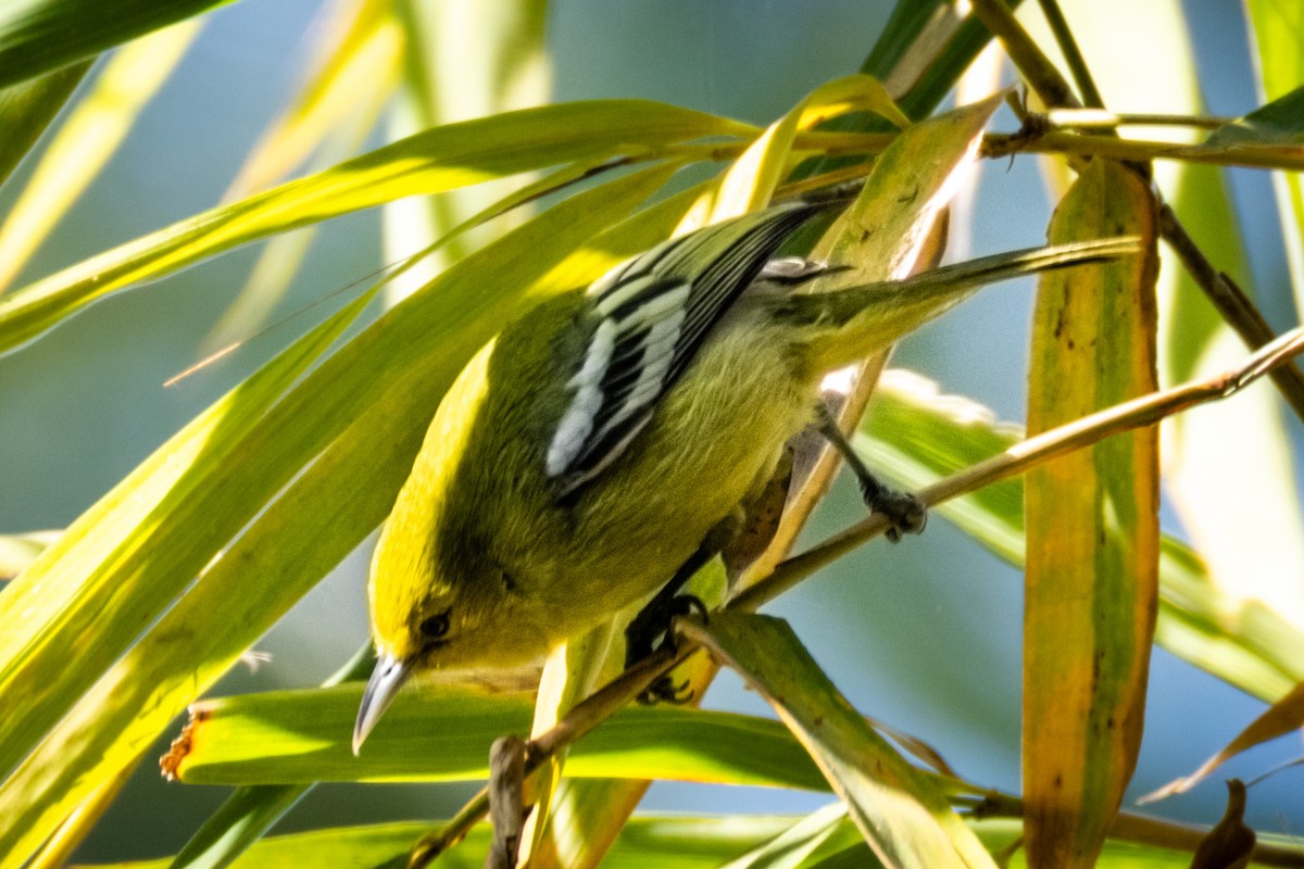 Пестрокрылая йора - ML646742368