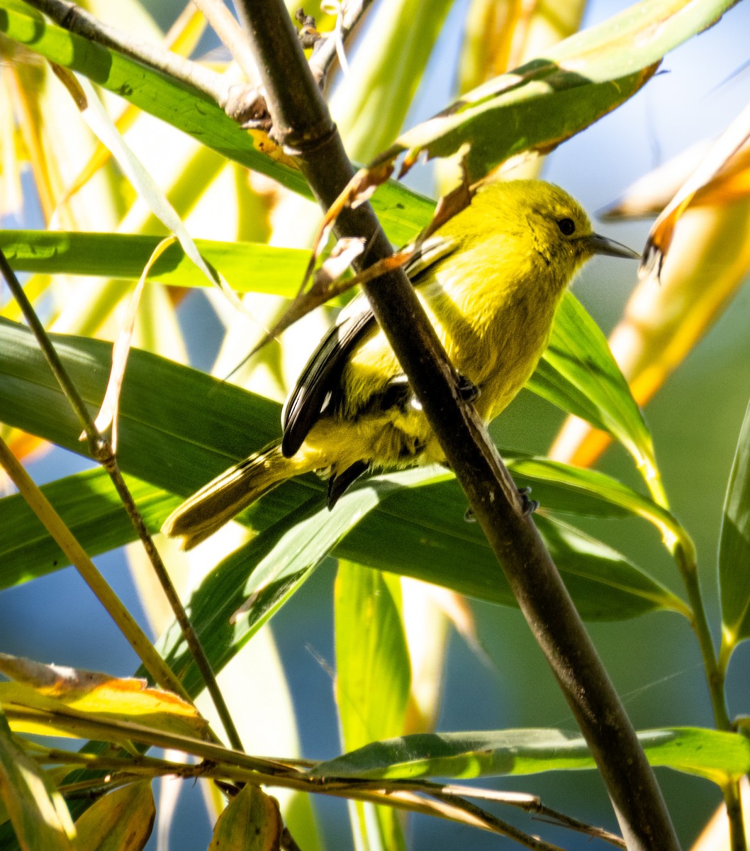 Пестрокрылая йора - ML646742369