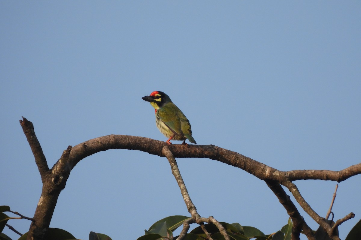 Coppersmith Barbet - ML646742378