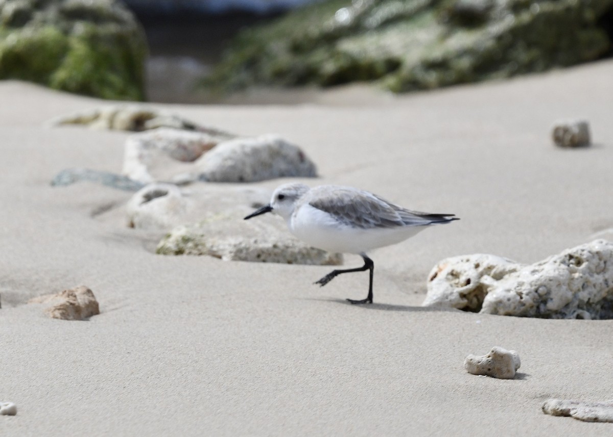 חופית לבנה - ML646742380