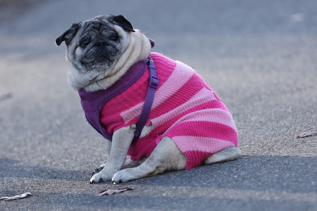 Animals - ML646742381