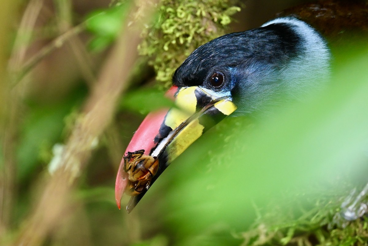 Gray-breasted Mountain-Toucan - ML646742382