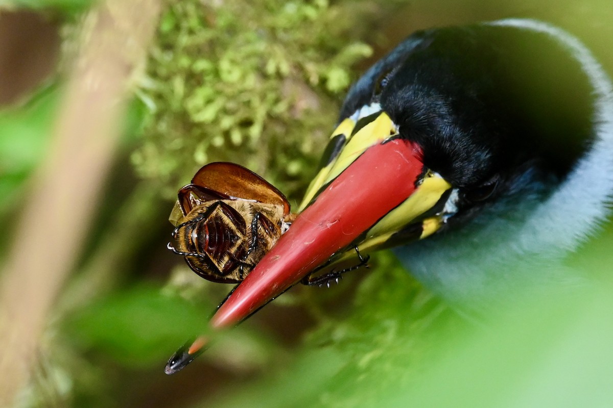 Gray-breasted Mountain-Toucan - ML646742383