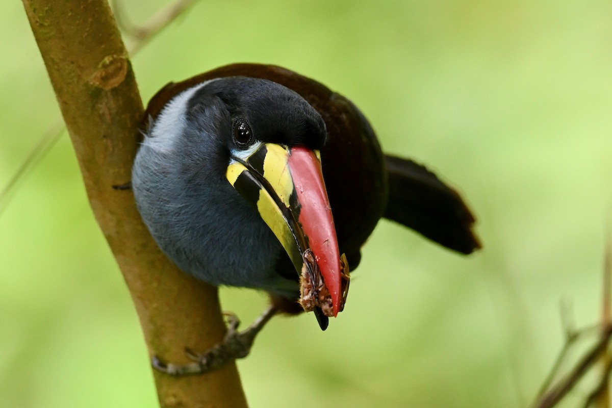Gray-breasted Mountain-Toucan - ML646742384
