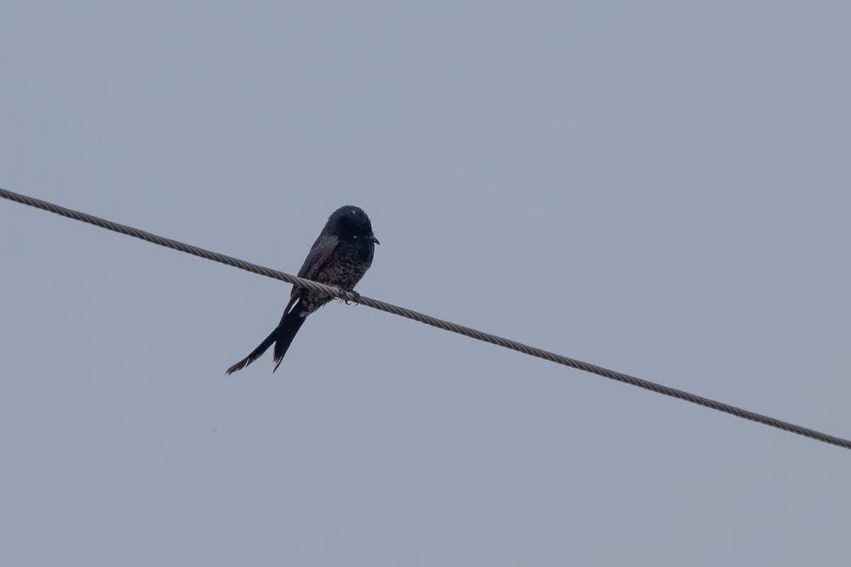 オウチュウ - ML646742385