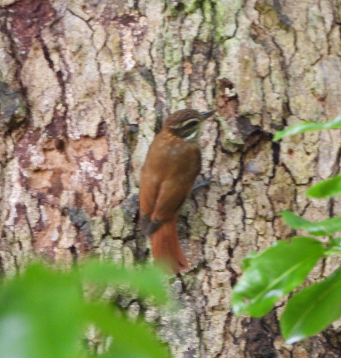 Streaked Xenops - ML646742386