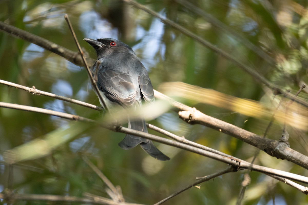 Белобрюхий дронго - ML646742387