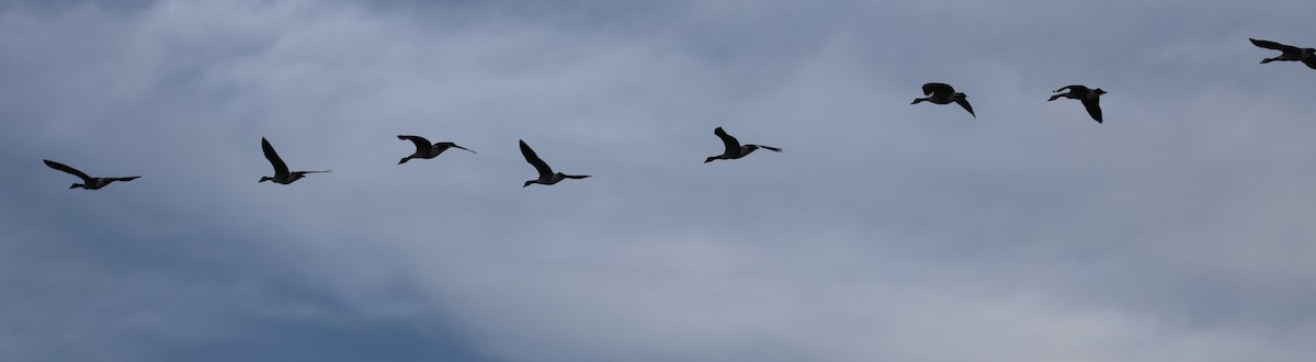 Канадская казарка - ML646742389