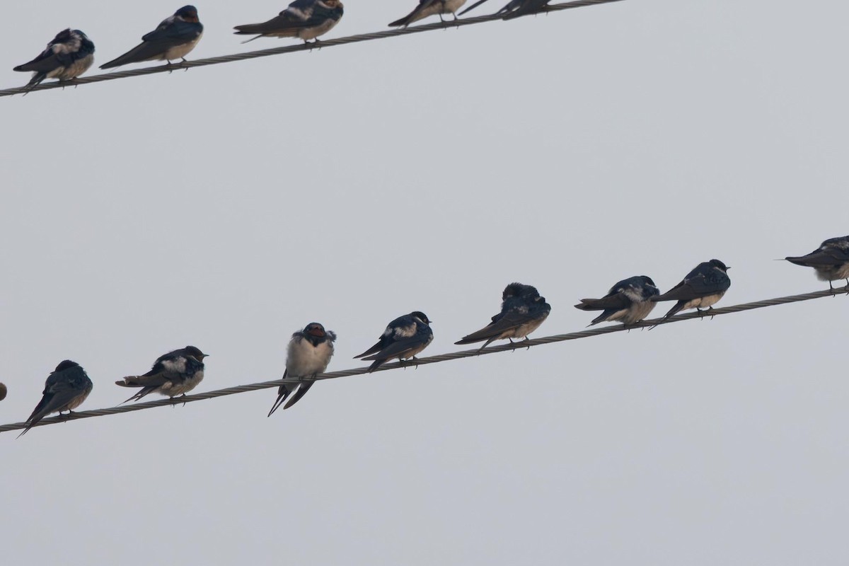 ツバメ - ML646742391