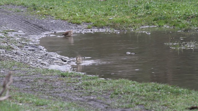 פפיון אדום-גרון - ML646742392