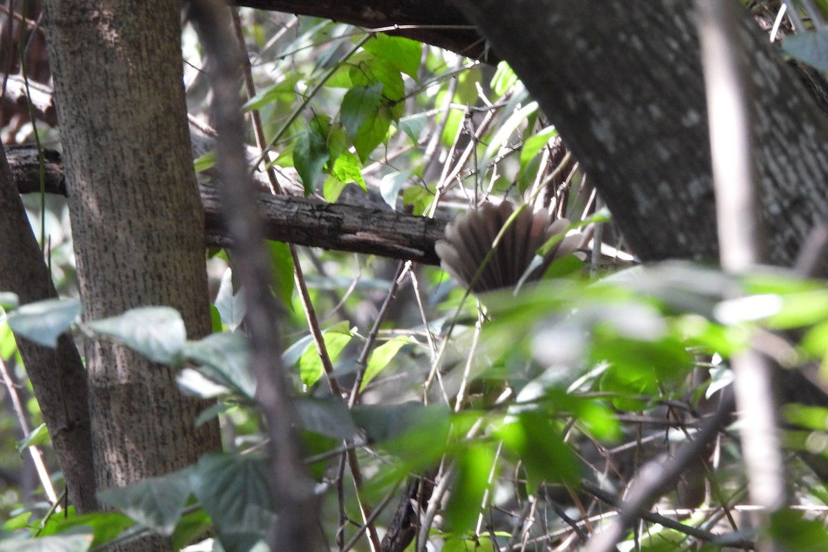 Spot-breasted Fantail - ML646742394
