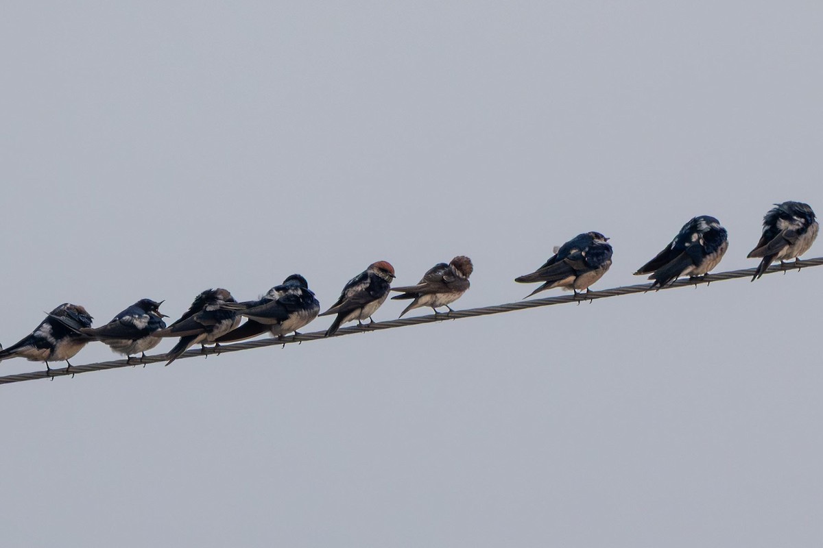 ズアカサンショクツバメ - ML646742395