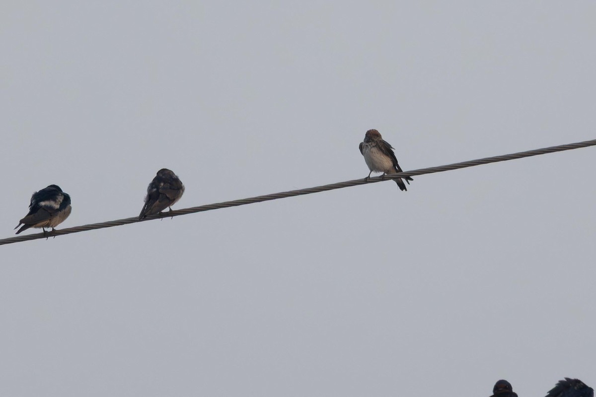 ズアカサンショクツバメ - ML646742396