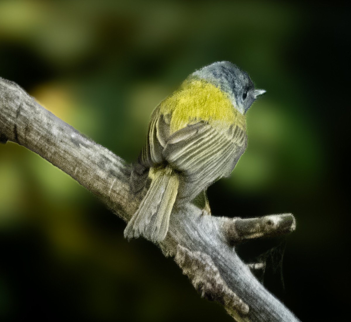 Сероголовая комароловка - ML646742402