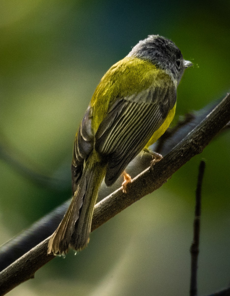 Сероголовая комароловка - ML646742403