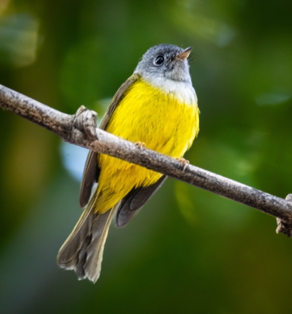 Сероголовая комароловка - ML646742404