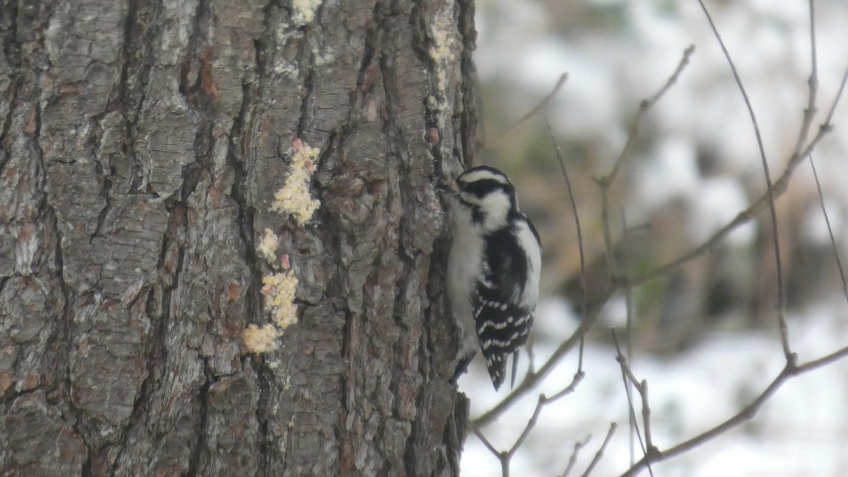 Downy Woodpecker - ML646742405