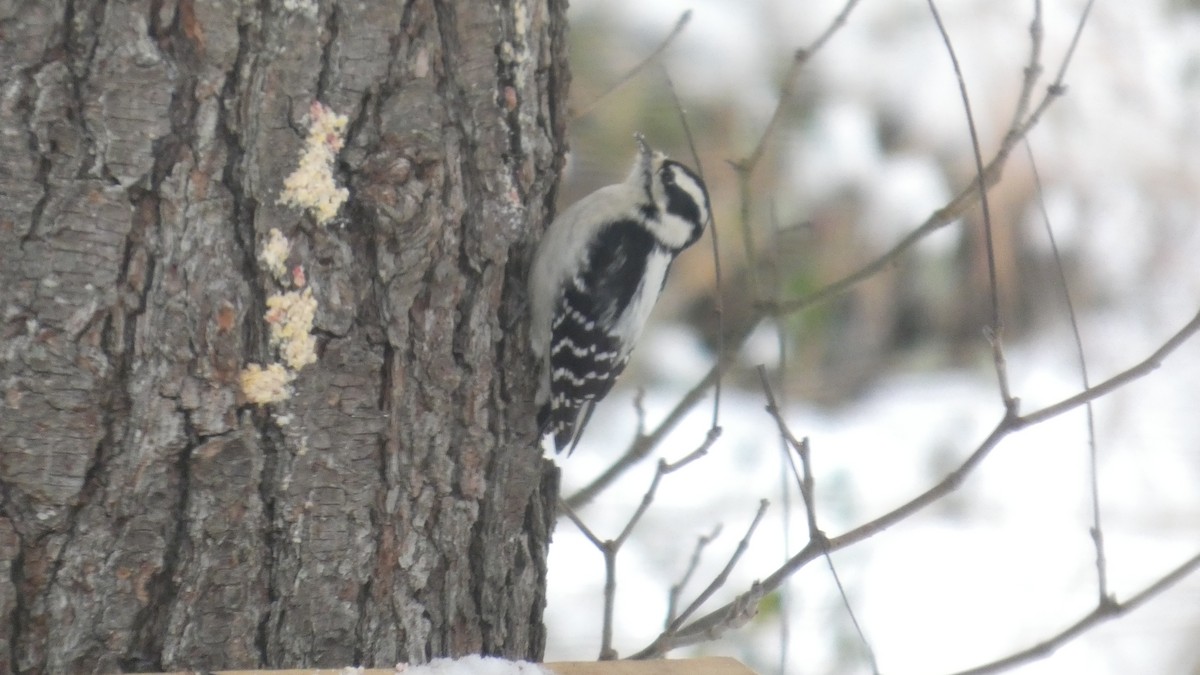 Downy Woodpecker - ML646742406