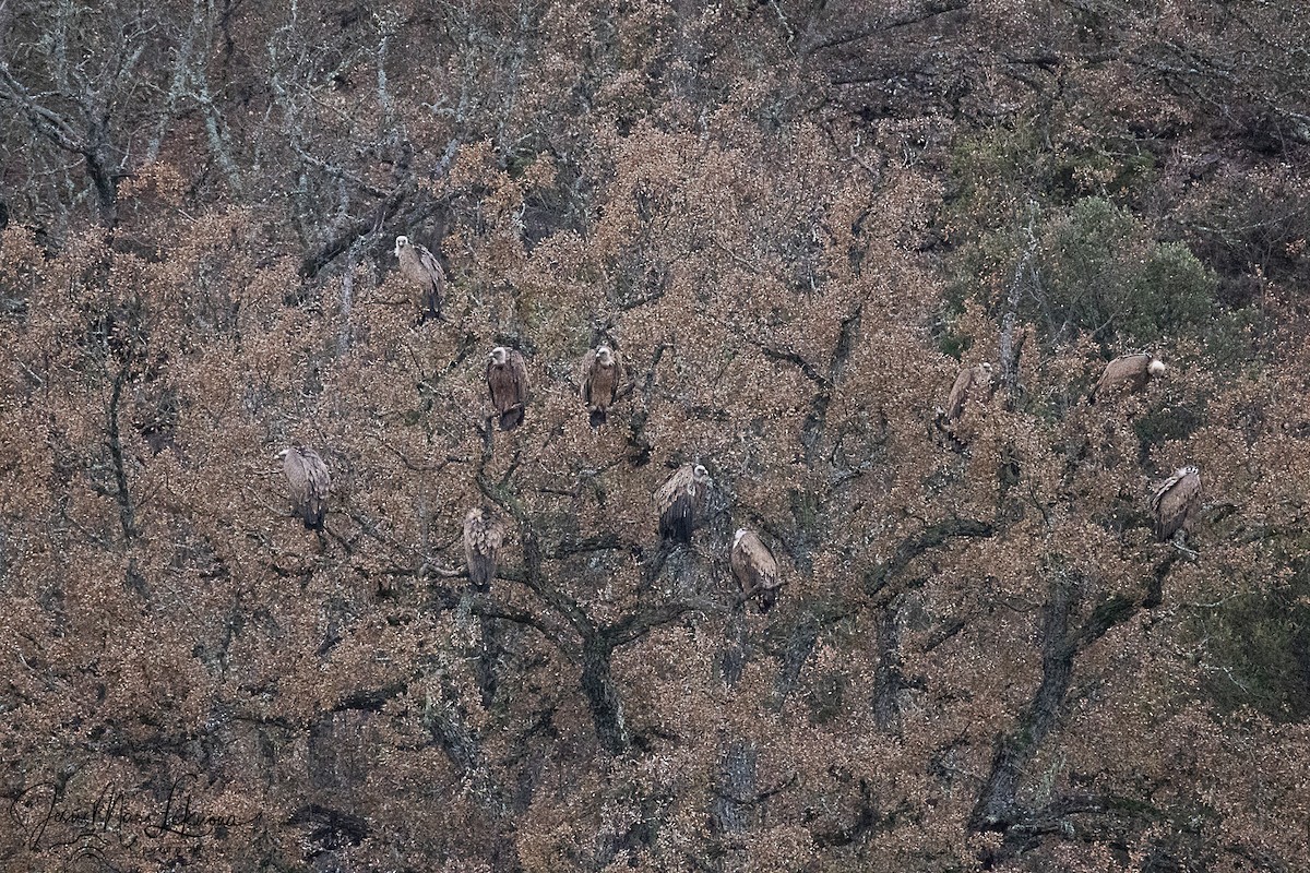 Белоголовый сип - ML646742413