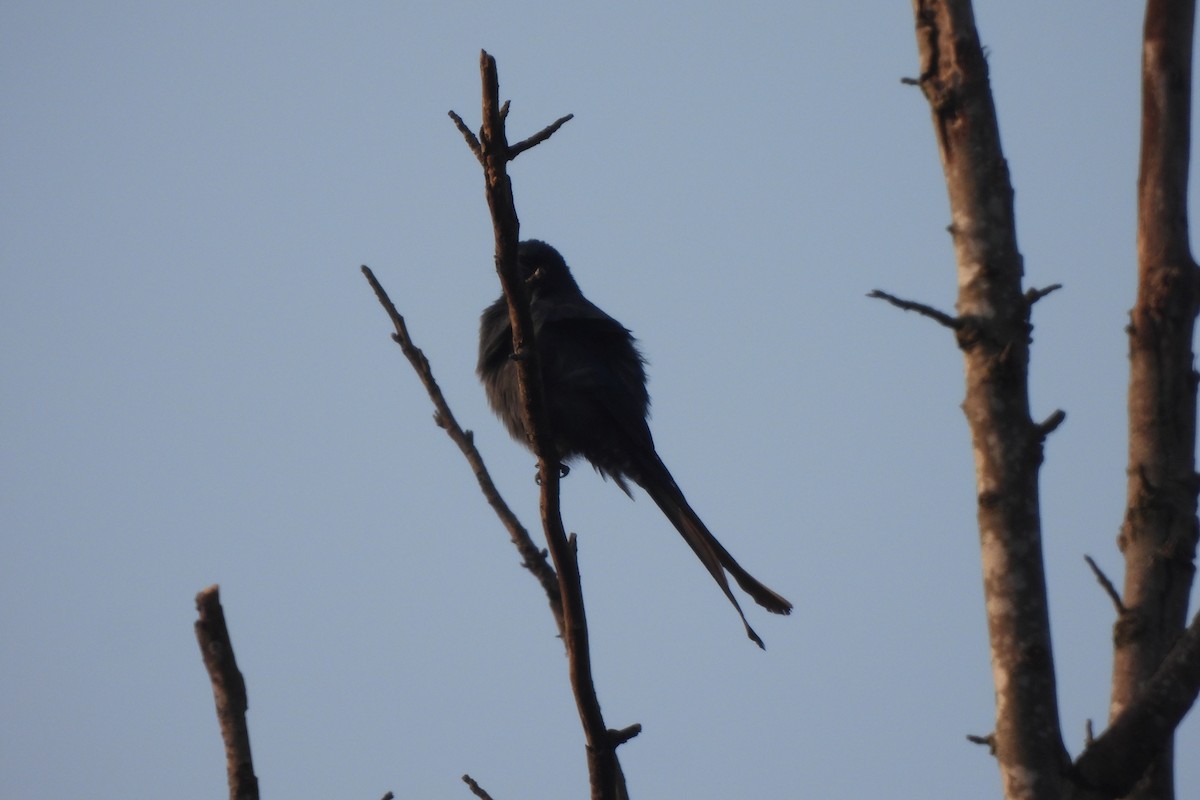 Black Drongo - ML646742415
